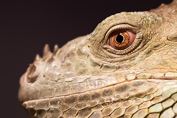 Image showing Close-up of a green iguana resting