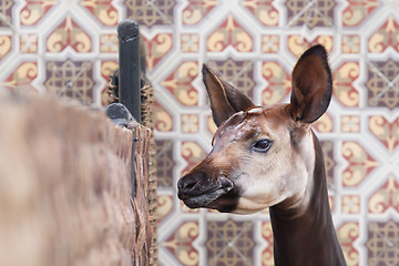 Image showing Close-up of an okapi