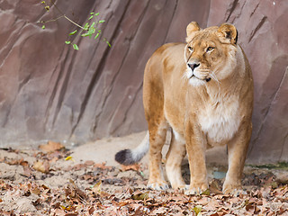 Image showing Lion on alert