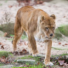 Image showing Lion on alert