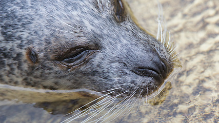 Image showing Phoca vitulina, European common seal in the water