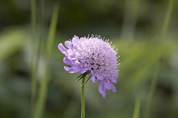 Image showing Violet flower