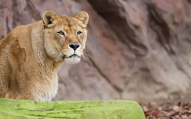 Image showing Lion on alert