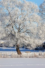 Image showing Winter Park with trees