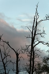 Image showing Bare trees