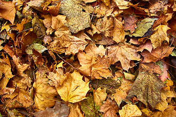 Image showing Dead leaves shot ideal for backgrounds