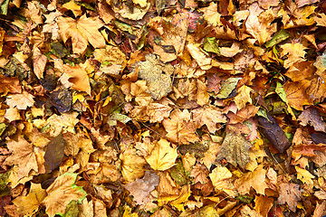 Image showing Dead leaves shot ideal for backgrounds