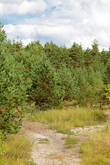Image showing summer spruce forest and path