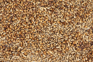 Image showing malt grains closeup