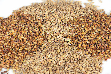 Image showing malt grains closeup