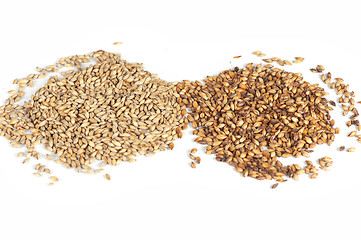 Image showing malt grains on white