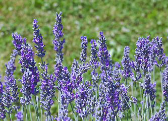 Image showing Violet Lavender Flowers