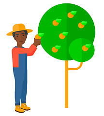 Image showing Farmer collecting oranges.