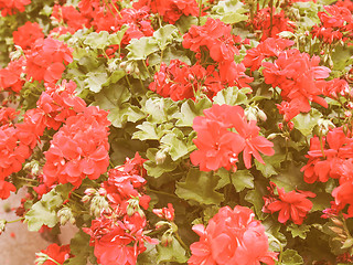 Image showing Retro looking Geranium flower