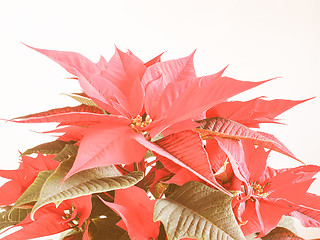 Image showing Retro looking Poinsettia Christmas star