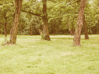 Image showing Retro looking Tree in a park