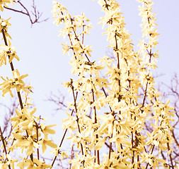 Image showing Retro looking Forsythia picture