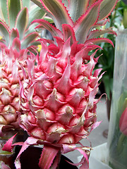 Image showing Pineapple