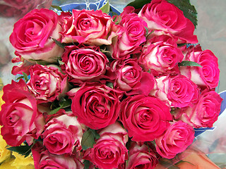 Image showing Pink roses