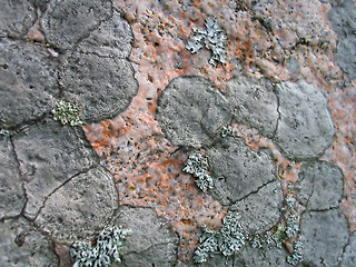 Image showing lichen background