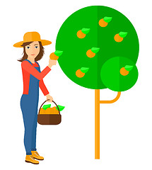 Image showing Farmer collecting oranges.