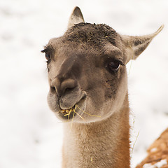 Image showing Guanaco (Lama guanicoe)