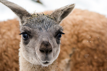 Image showing Guanaco (Lama guanicoe)