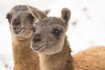 Image showing Guanaco (Lama guanicoe)