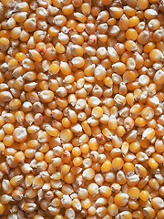 Image showing Pop corn maize