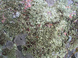 Image showing lichen background