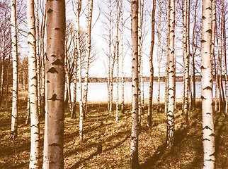 Image showing Retro looking Birch trees
