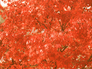 Image showing Retro looking Maple leaves