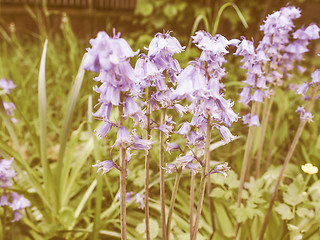 Image showing Retro looking Mertensia virginica flower