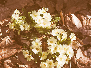 Image showing Retro looking Primula flower