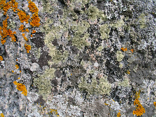 Image showing lichen background