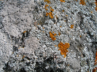 Image showing lichen background