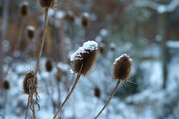 Image showing wild teasel with snow dome (dipsacus fullonum)