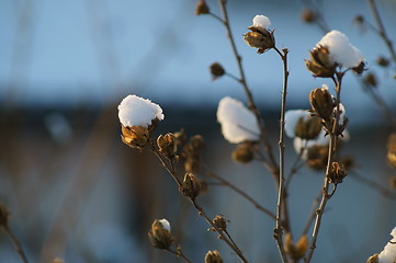 Image showing hibiscus with snow dome