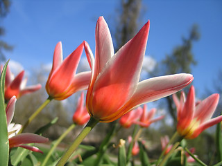 Image showing blooming tulips