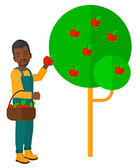 Image showing Farmer collecting apples.