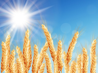 Image showing Gold wheat field and blue sky. EPS 10