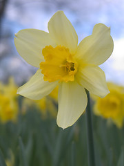 Image showing single blooming narcissus