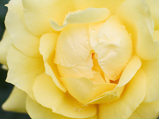Image showing wet yellow rose close-up