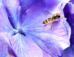 Image showing trip to hydrangea