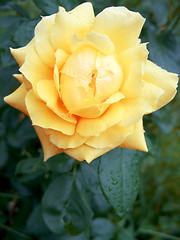 Image showing wet yellow rose