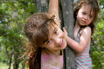 Image showing Climbing Trees