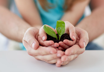 Image showing close up of father and girl hands holding sprout