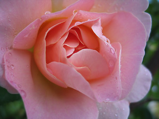 Image showing wet pink rose