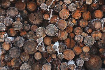 Image showing A pile of wood tree logs