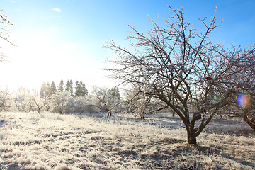 Image showing Winter landscape with hoarfrost crystal apple tree